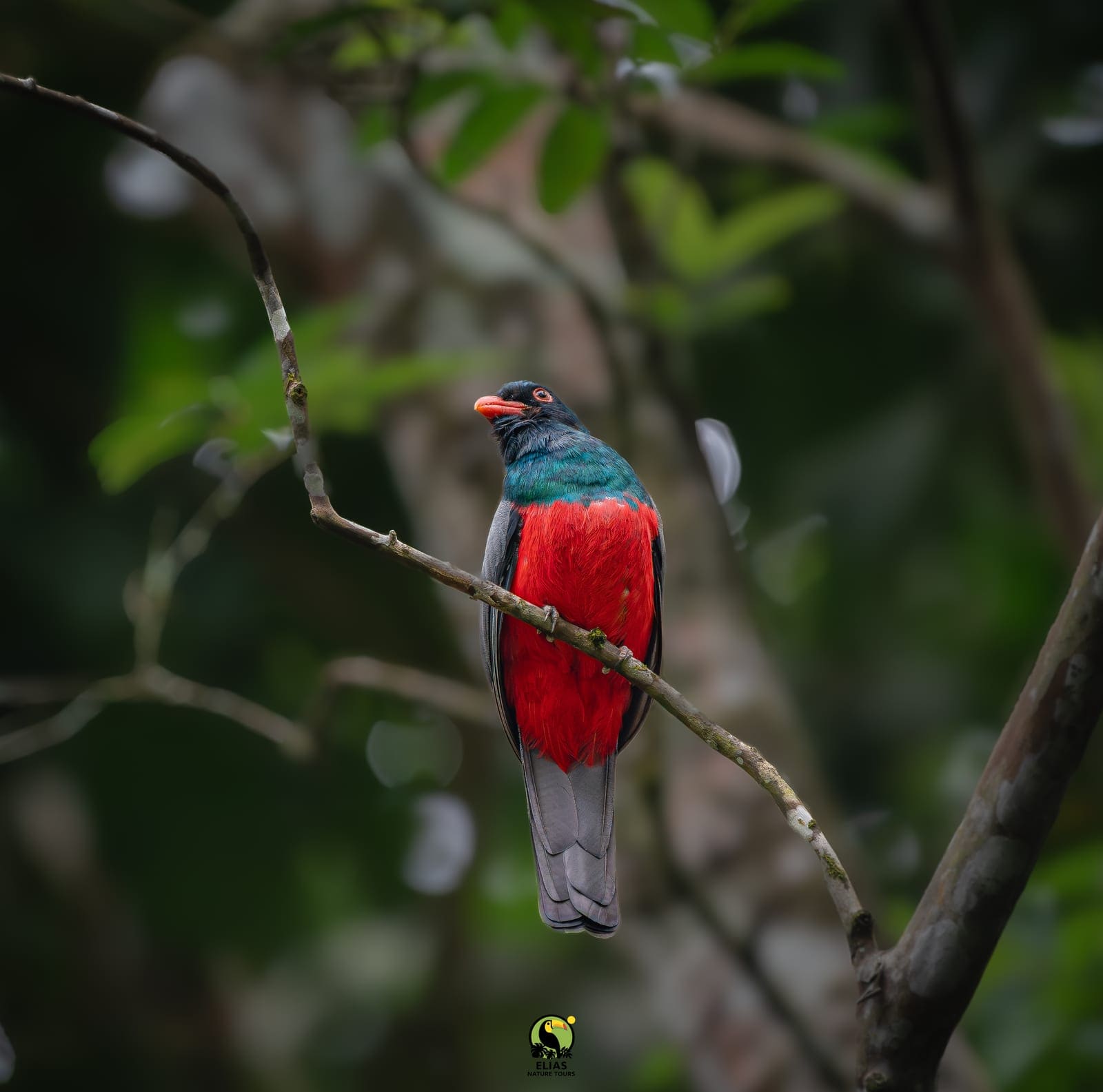 Motmot photographed on an Arenal birding tour Costa Rica