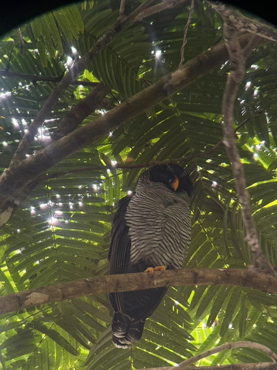 Tropical bird observation Arenal region