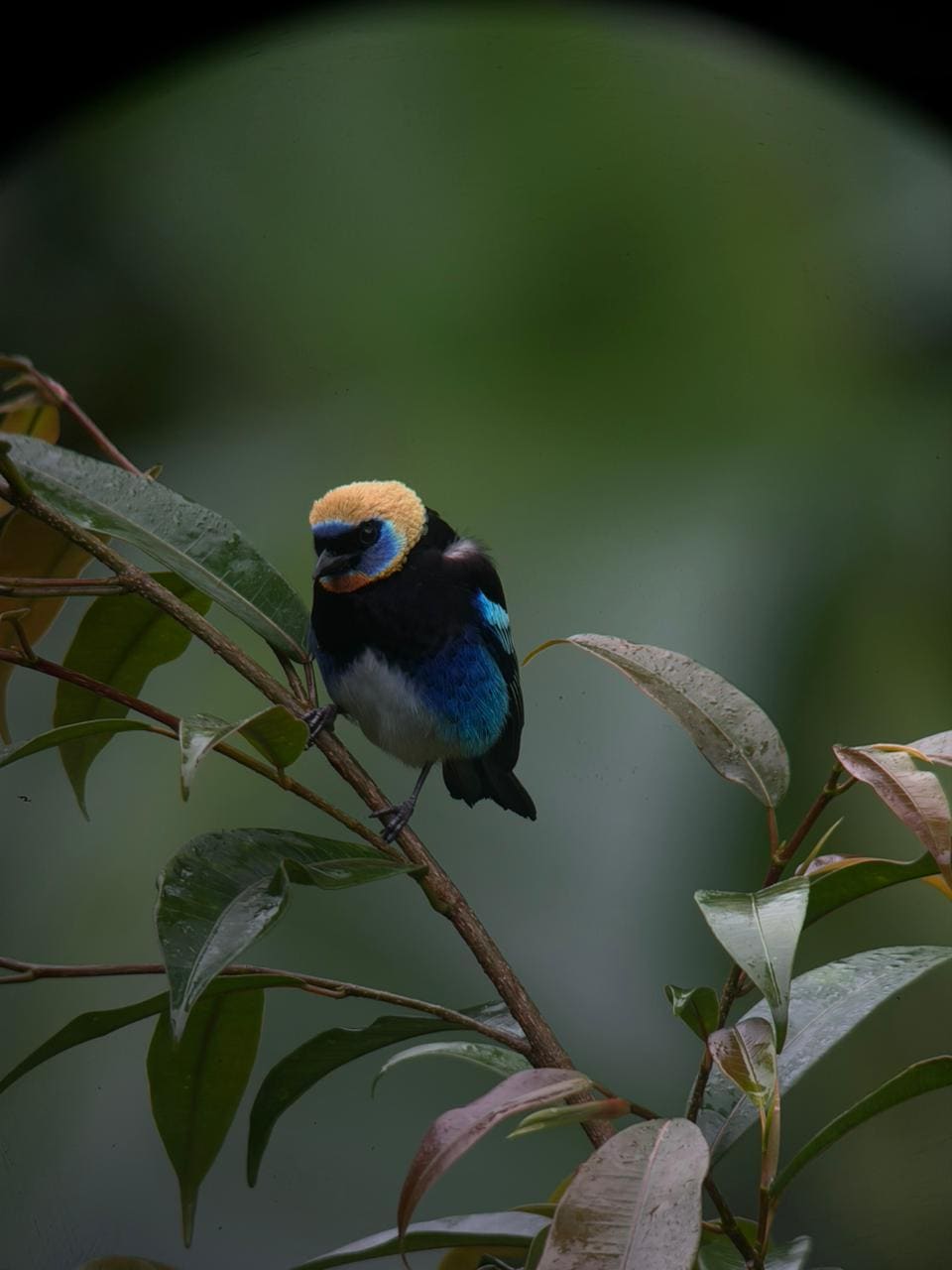 Resplendent quetzal spotted on a guided birding tour, Costa Rica