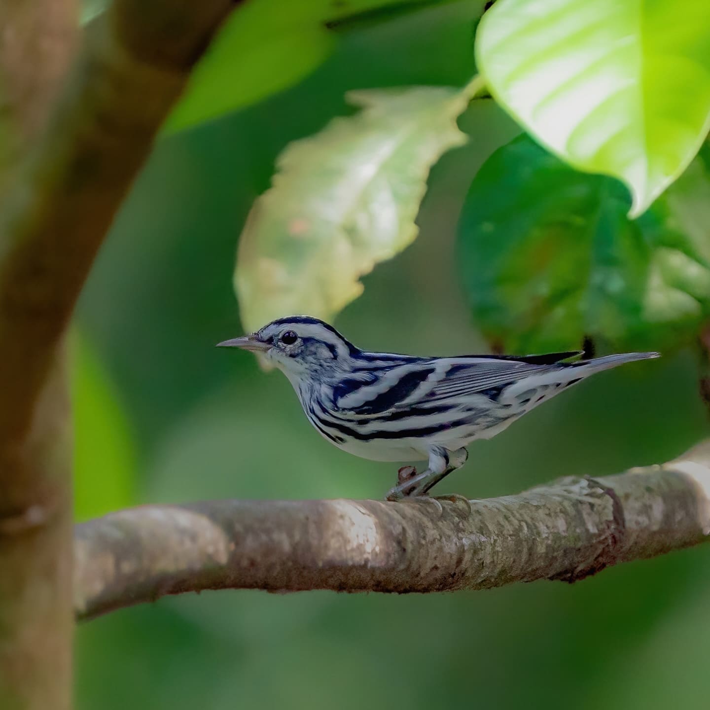 Black-and-white Warbler (Mniotilta varia) — Costa Rica