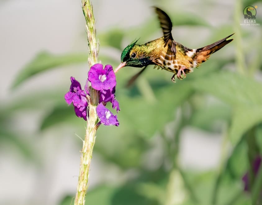 Black-crested Coquette male on purple flower (Lophornis helenae) — Arenal, Costa Rica