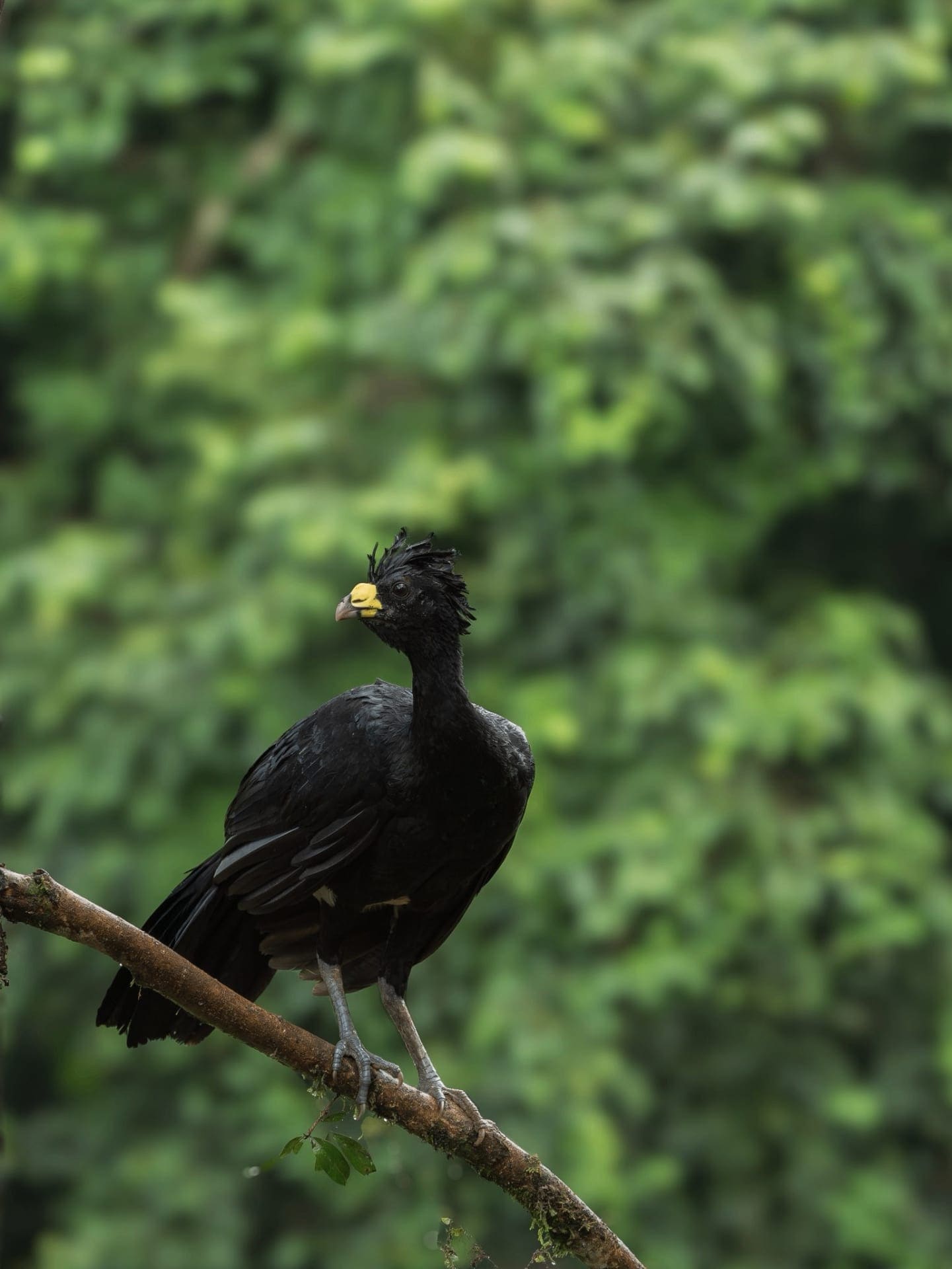 Black hawk-eagle perched Boca Tapada birding