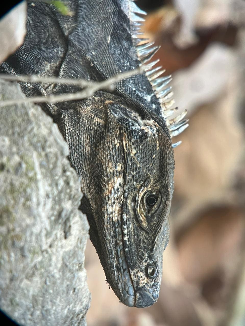 Black Spiny-tailed Iguana (Ctenosaura similis) — Manuel Antonio, Costa Rica
