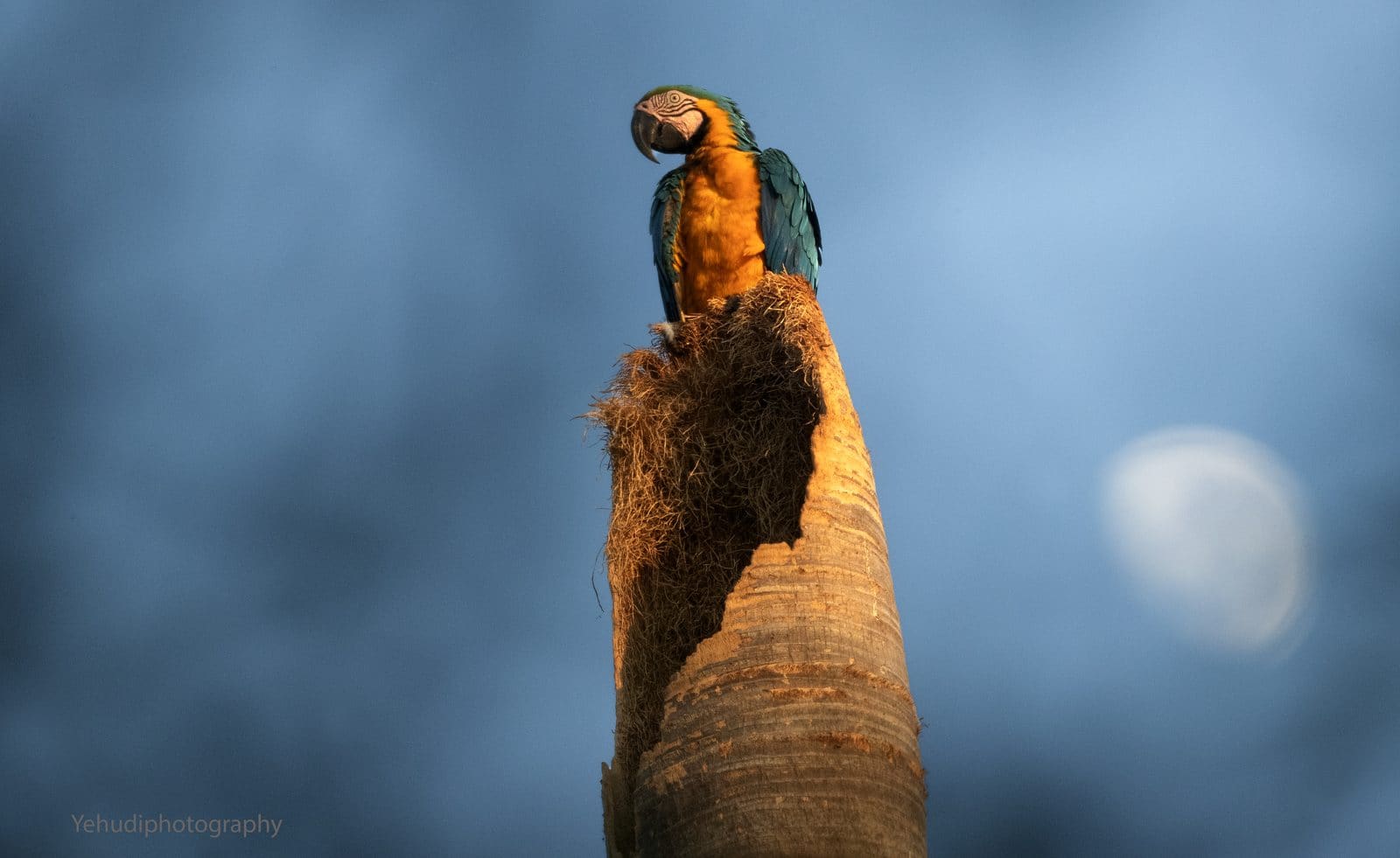 Hyacinth Macaw