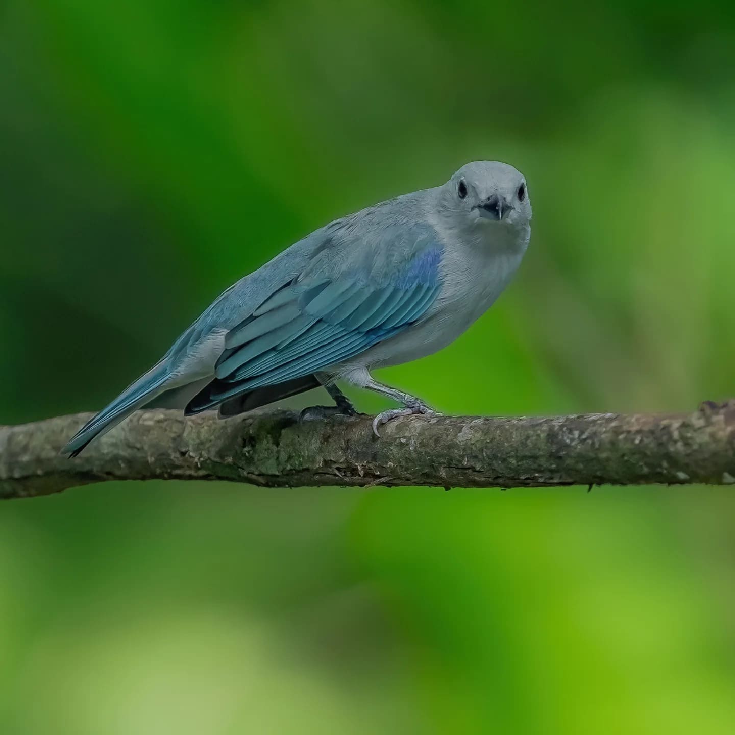 Blue-gray Tanager facing camera (Thraupis episcopus) — Costa Rica