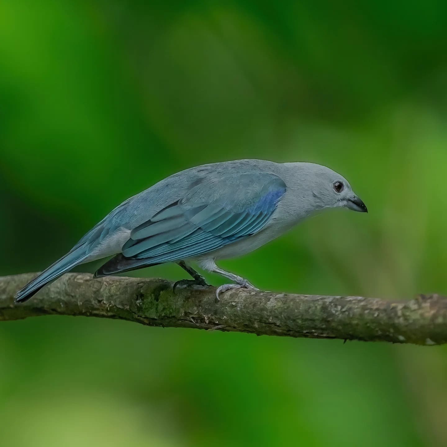 Blue-gray Tanager — Bogarín Trail, La Fortuna
