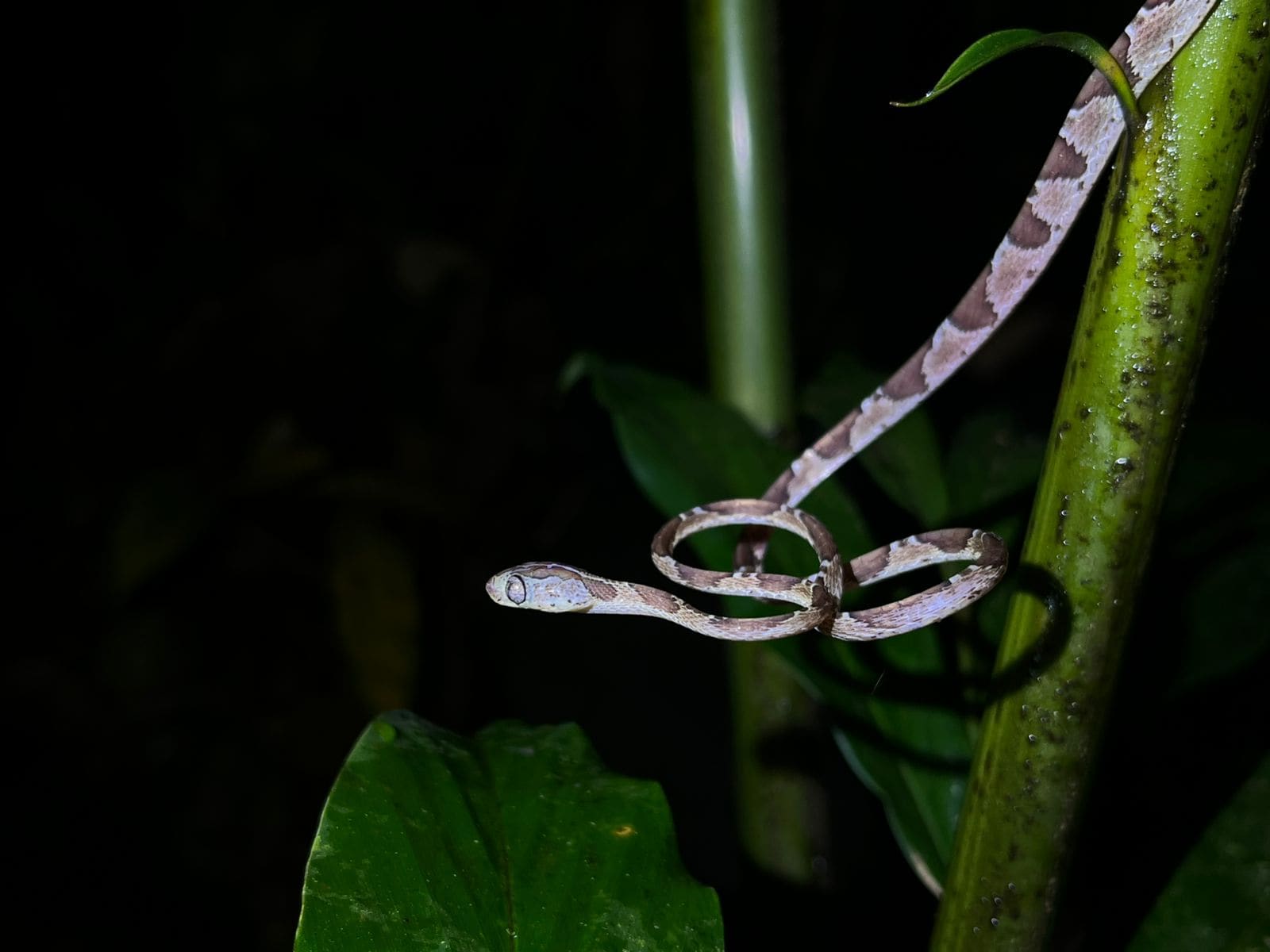 Blunt-headed snake spotted on a Danaus night walk in Arenal