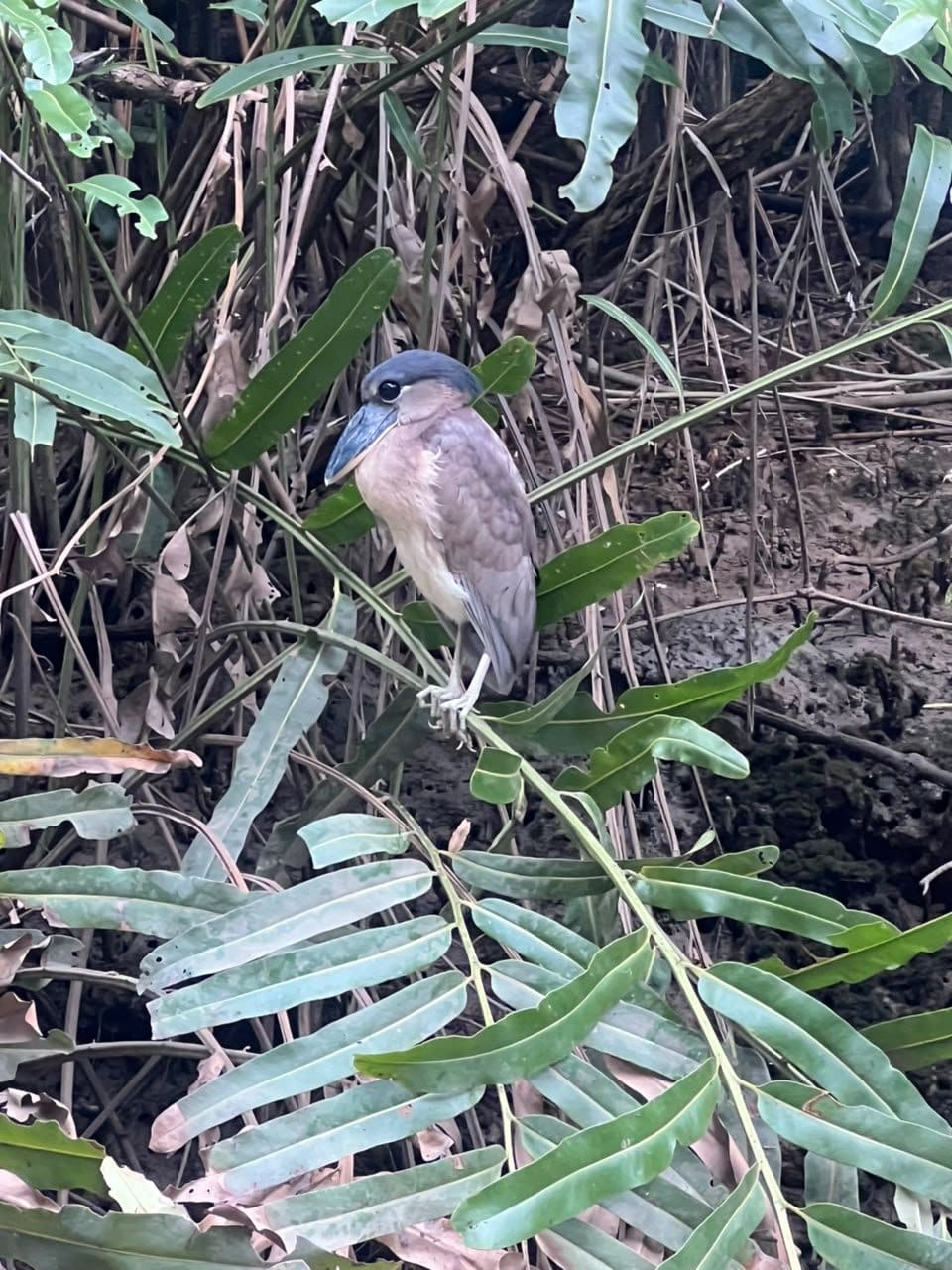 Boat-billed heron roosting in mangrove roots at Isla Damas, Costa Rica
