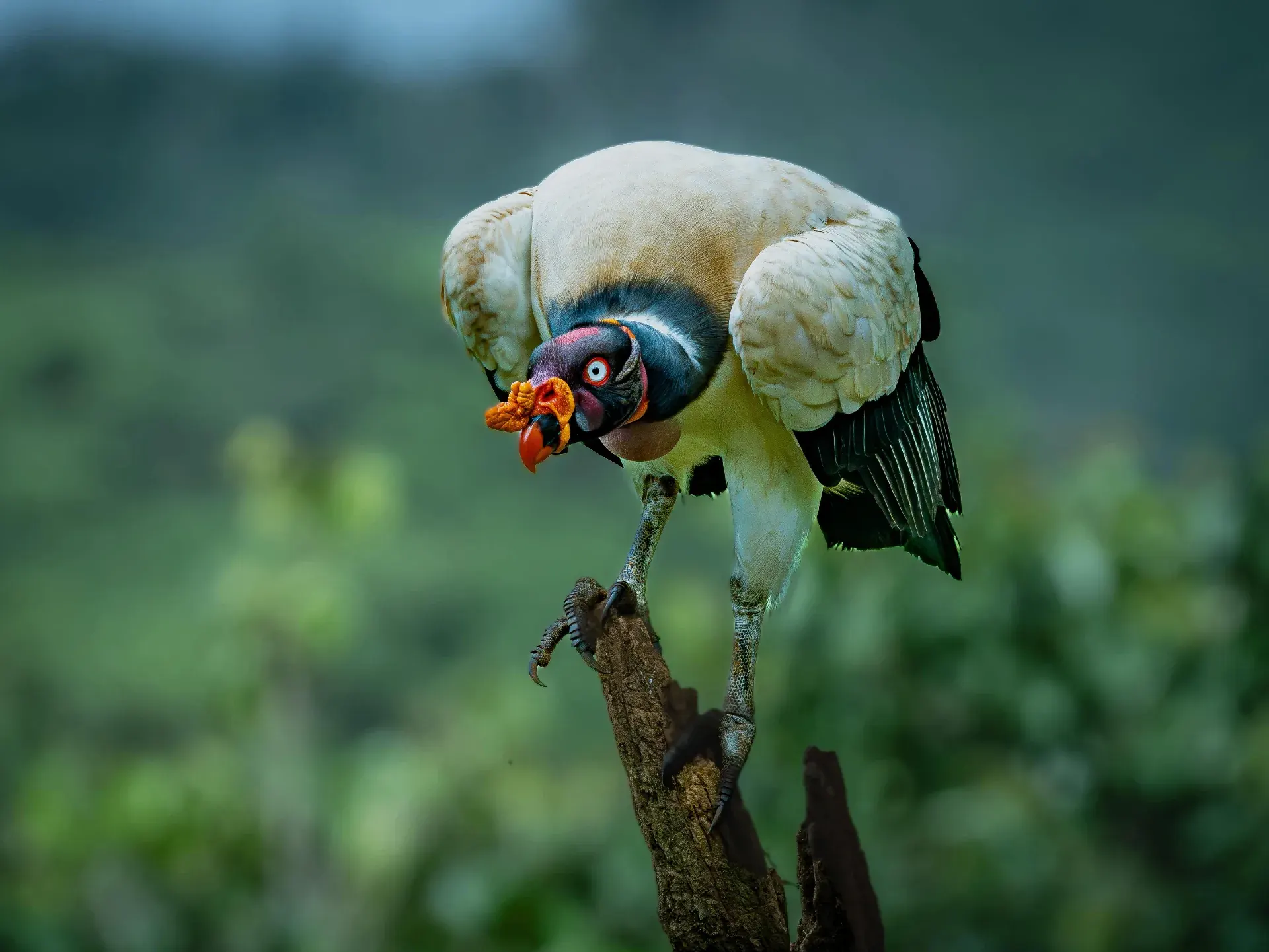 Boca Tapada — Wildlife