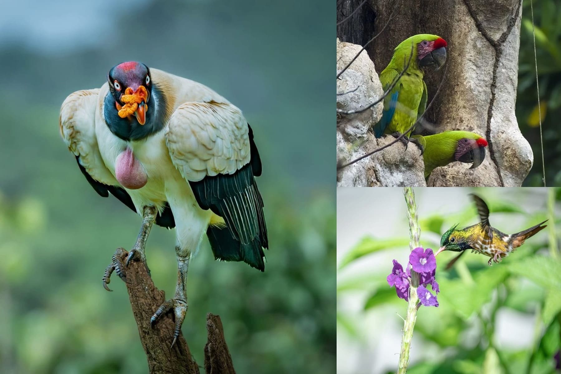 Boca Tapada Photography Expedition — Boca Tapada, Costa Rica