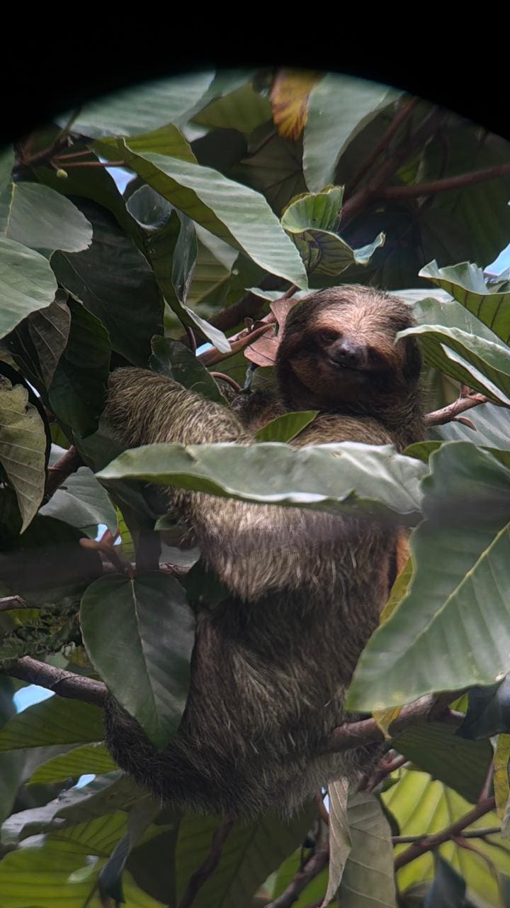 Sloth photographed at Bogarin Trail in La Fortuna Costa Rica