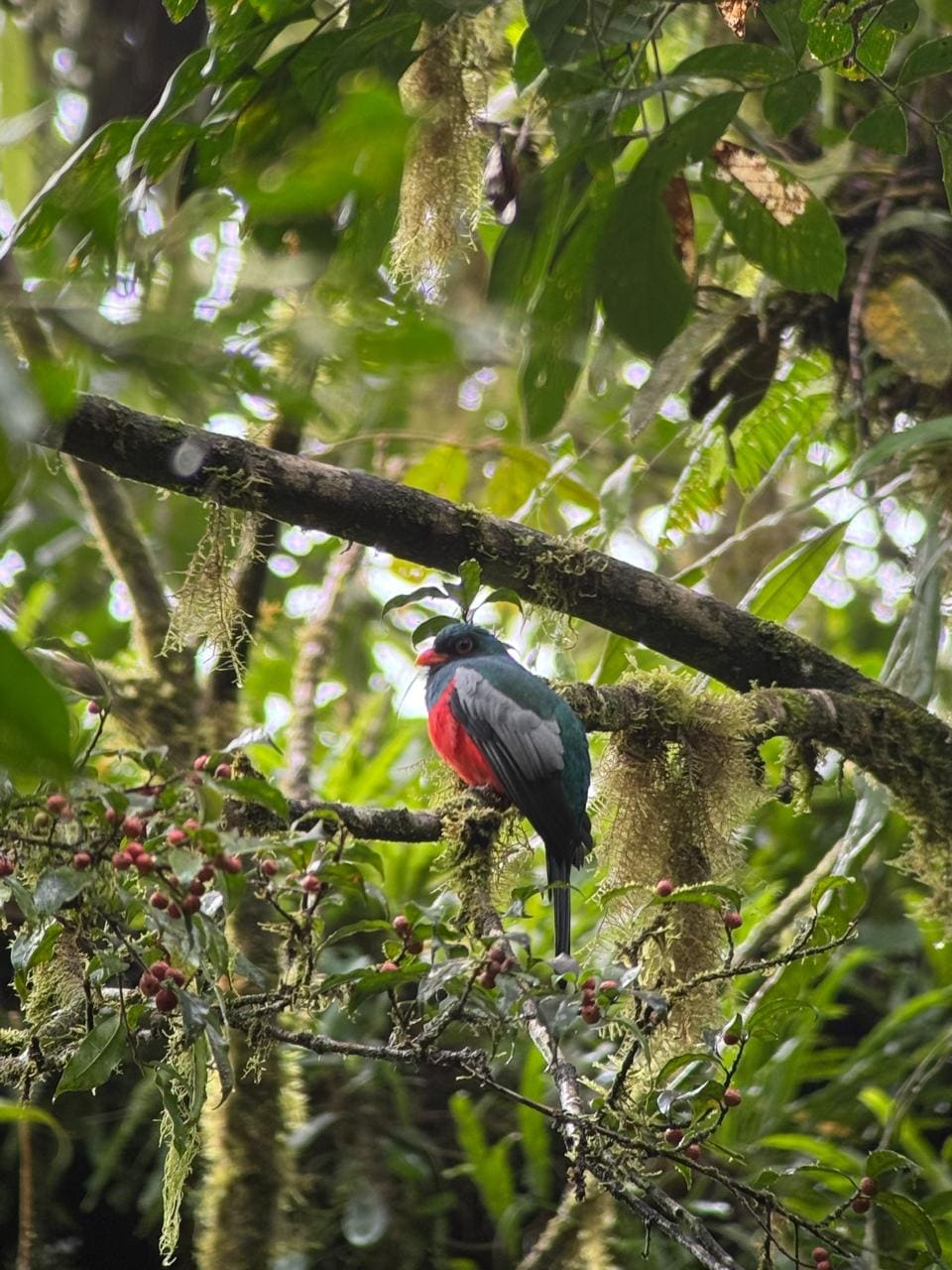 Pair of trogons on a branch, Bogarin sloth and birds walk