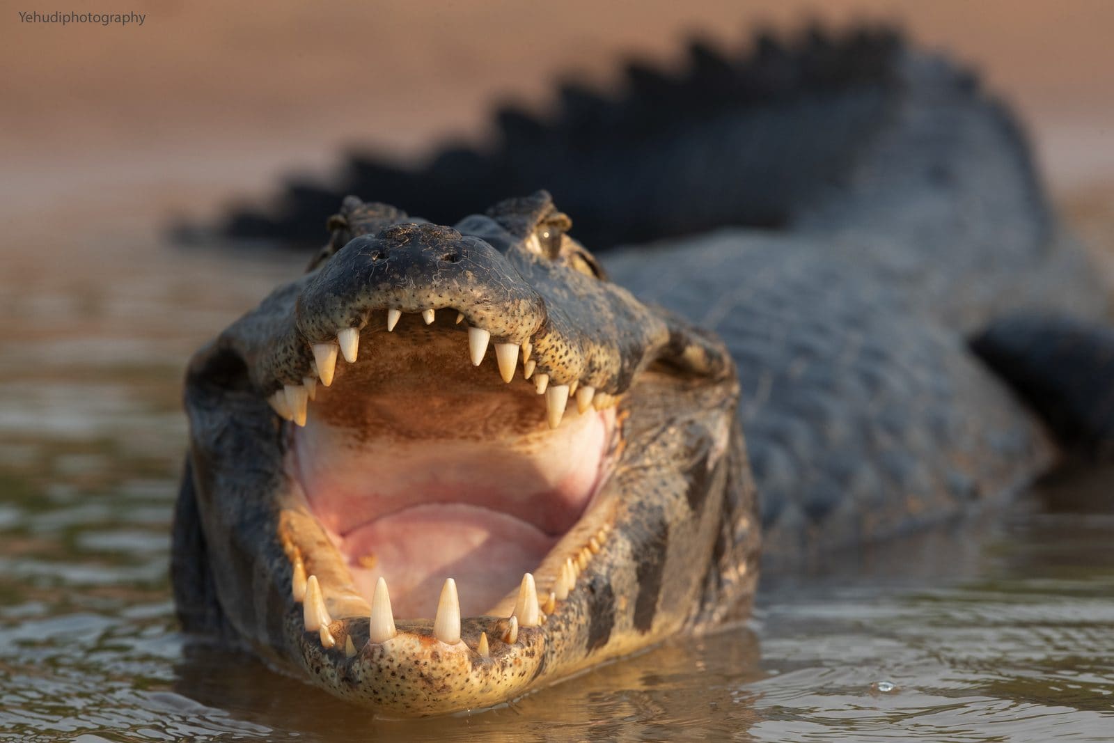 Caiman (Yacaré)
