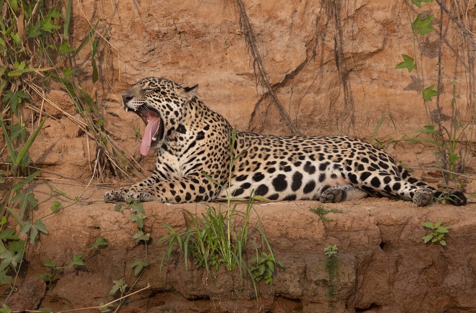 Jaguar Pantanal
