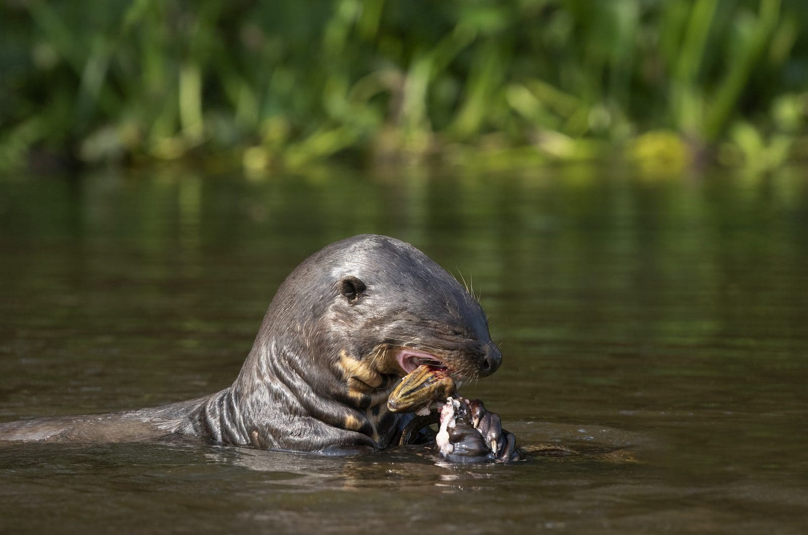 Giant River Otter