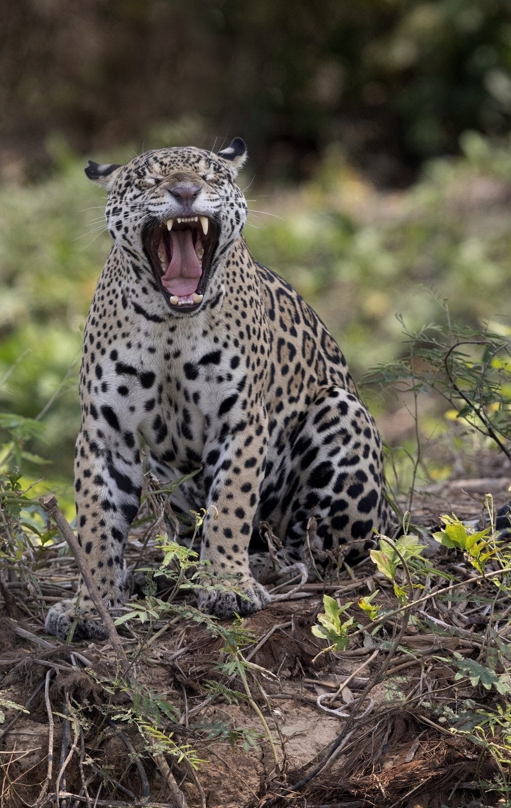 Pantanal birds