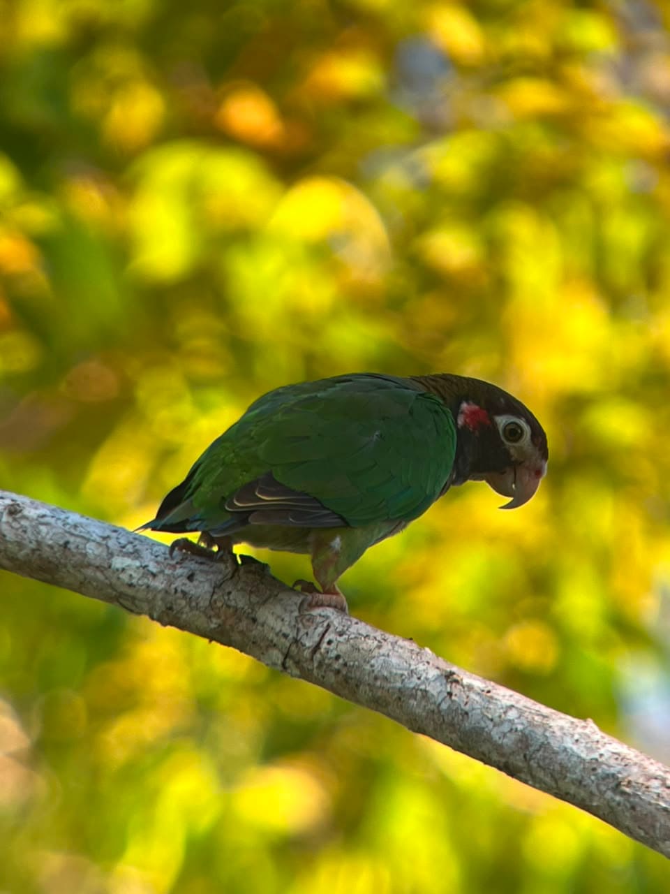 Brown-hooded Parrot perched on a branch at Esquipulas rainforest birding, Costa Rica