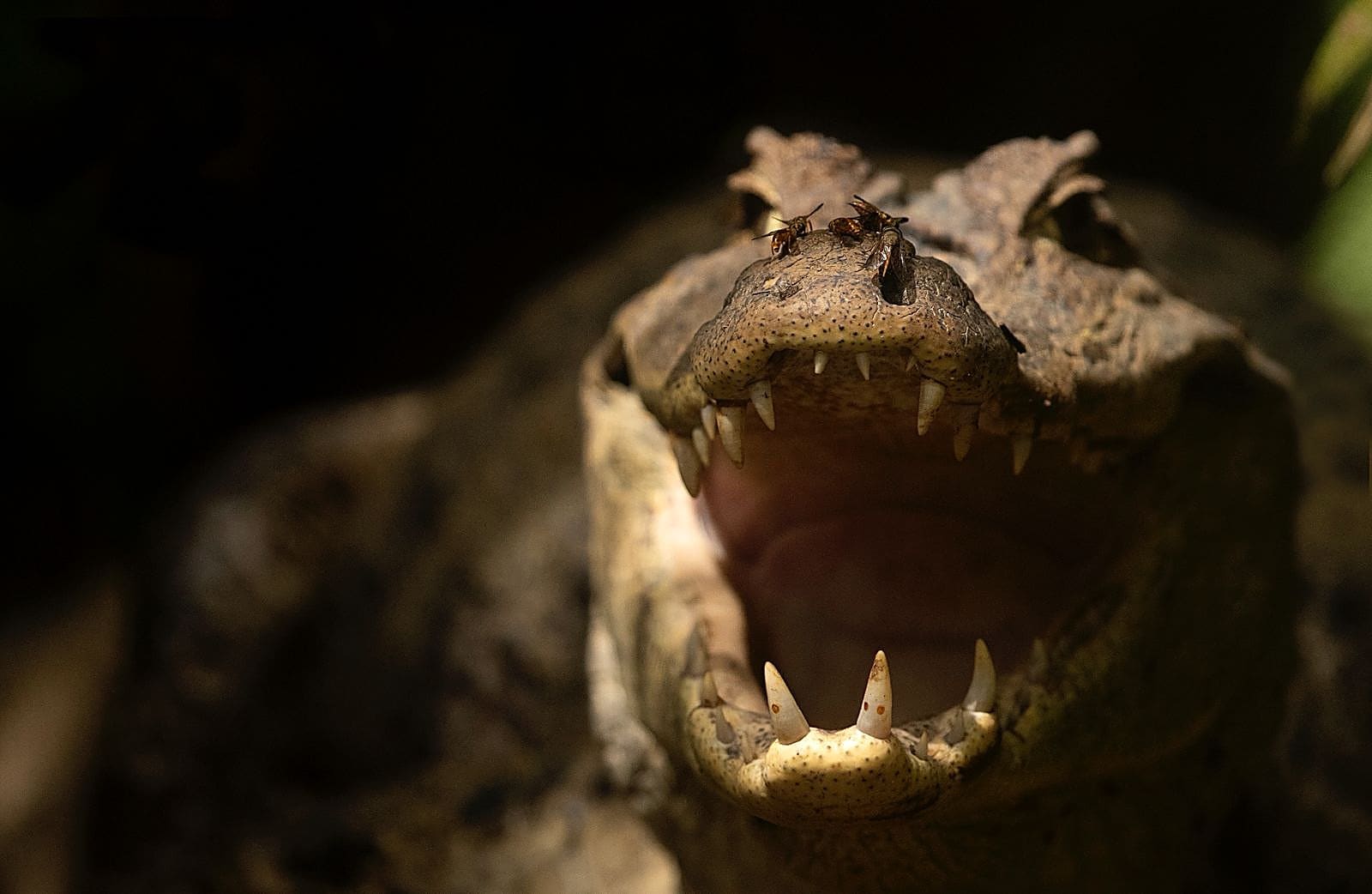 Caiman Close-up
