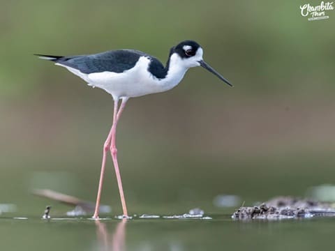 Caño Negro river wildlife photography tour