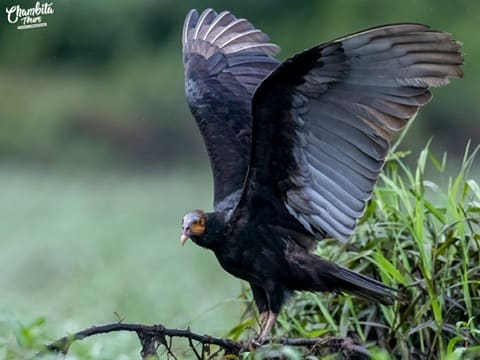 Caño Negro ecosystem photography expedition