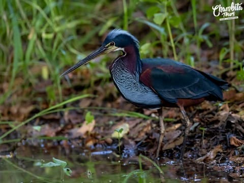 Wading bird hunting at Caño Negro Wildlife Refuge
