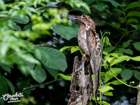 Howler monkeys spotted at Caño Negro Refuge