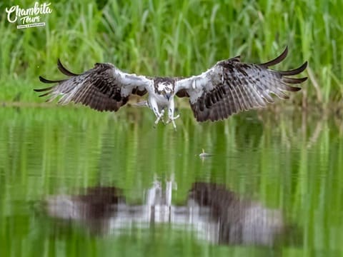 Águila pescadora levantando vuelo sobre el agua — Río Frío, Caño Negro