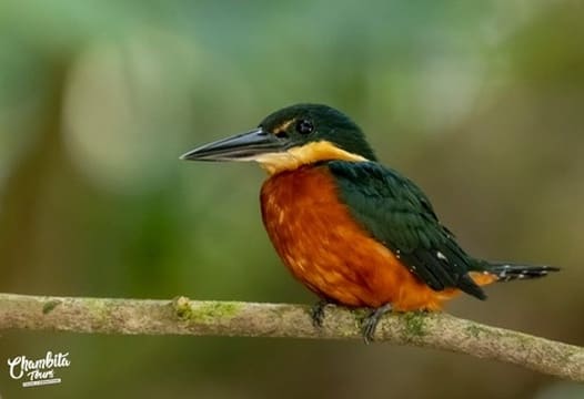 Martín pescador enano posado sobre el río — Refugio Caño Negro