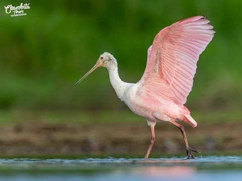 Espátula rosada extendiendo las alas en aguas someras — Refugio Caño Negro