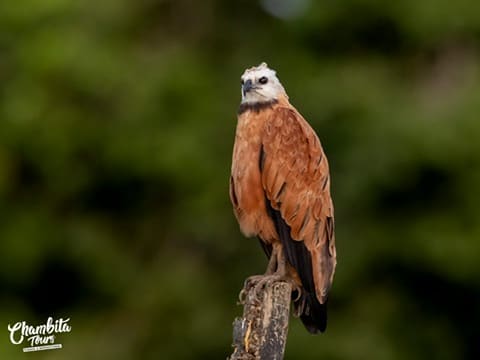 Gavilán pescador posado sobre el Río Frío — Refugio Caño Negro