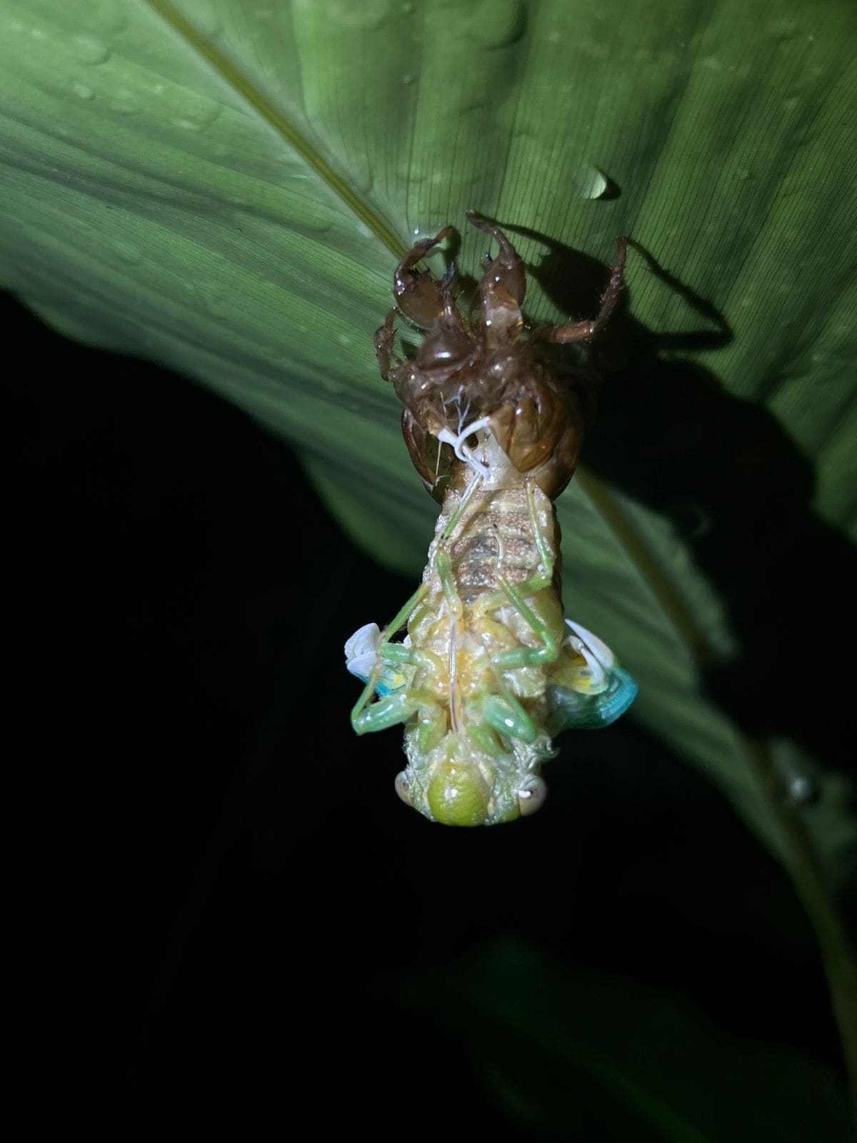 Cicada molting captured at Ecocentro Danaus night walk