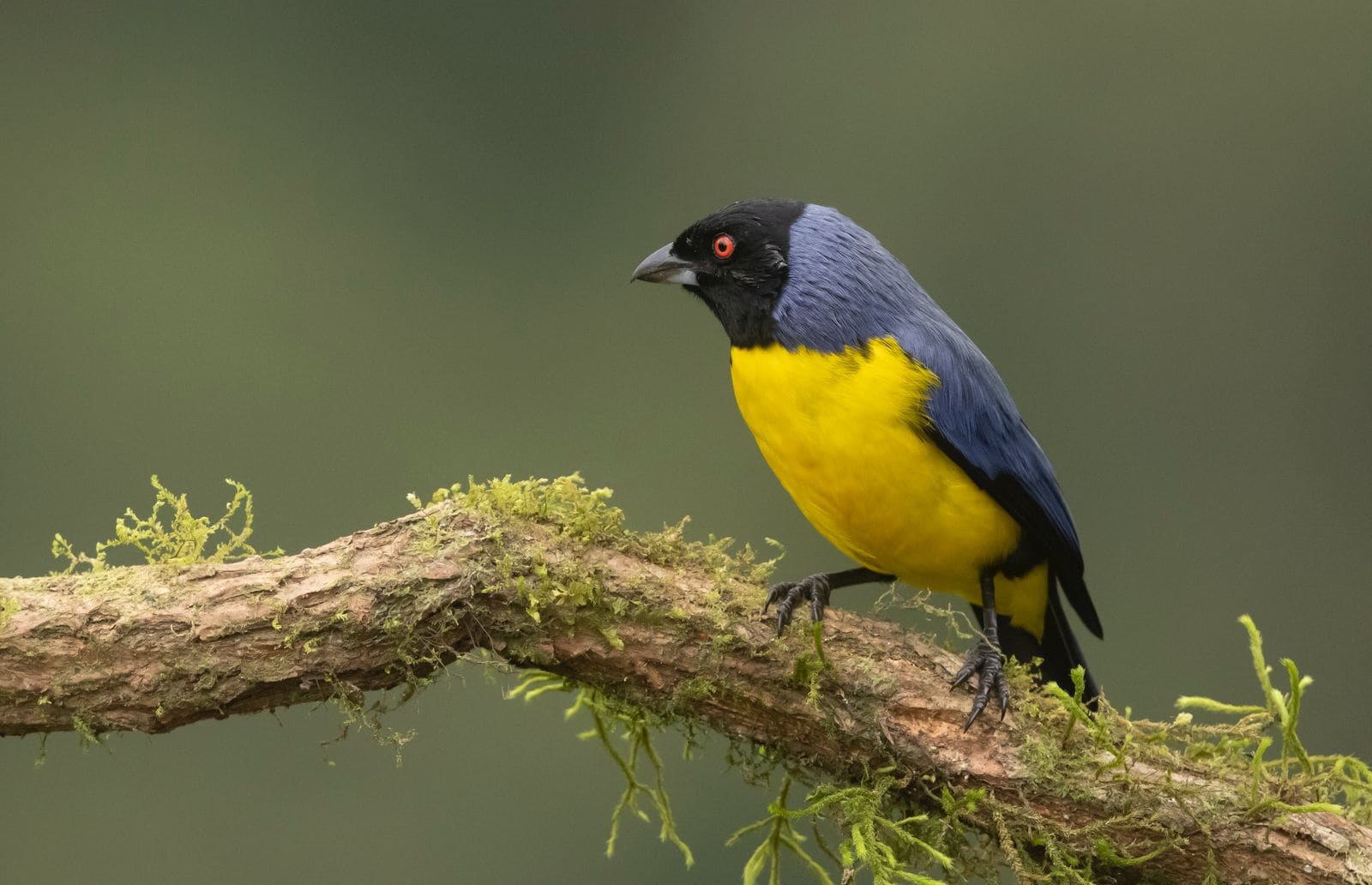 Hooded Mountain-Tanager