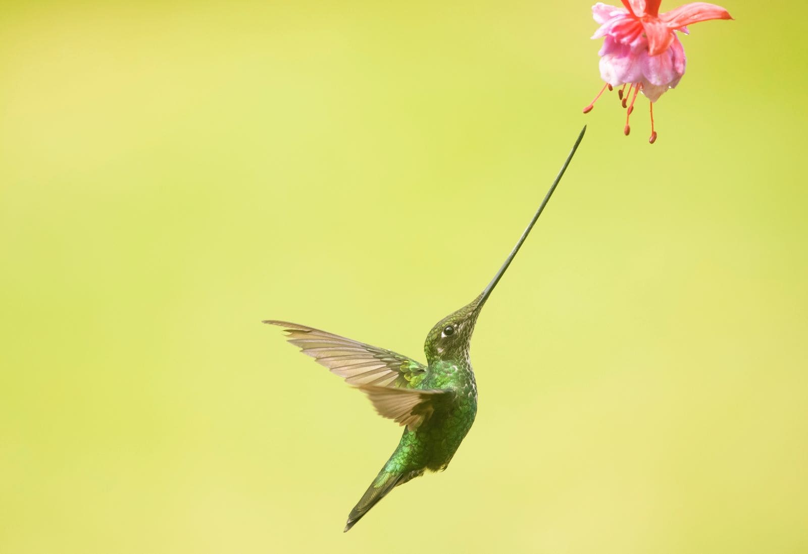 Indigo-capped Hummingbird