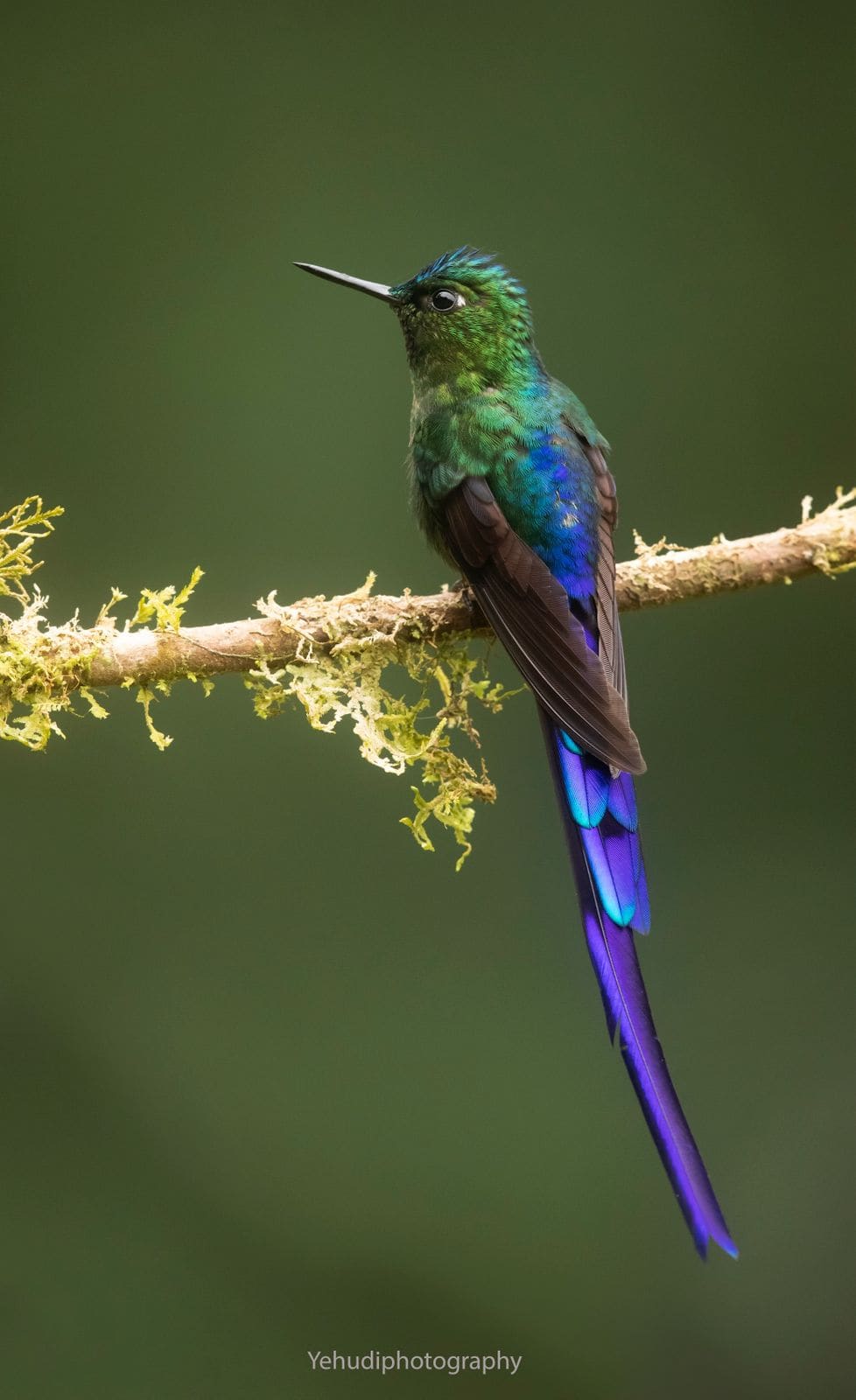 Violet-tailed Sylph
