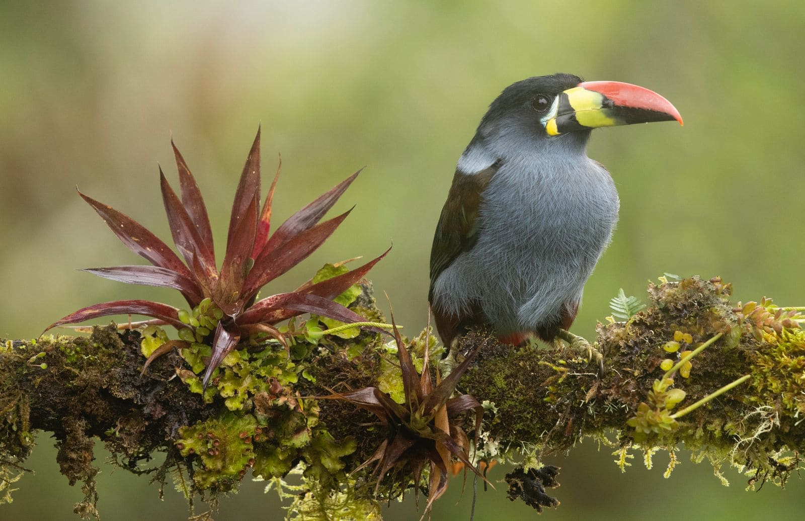 Grey-breasted Mountain Toucan