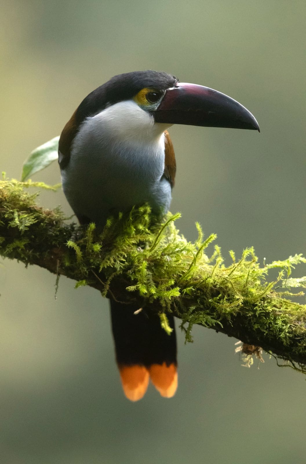 Colombia bird photography