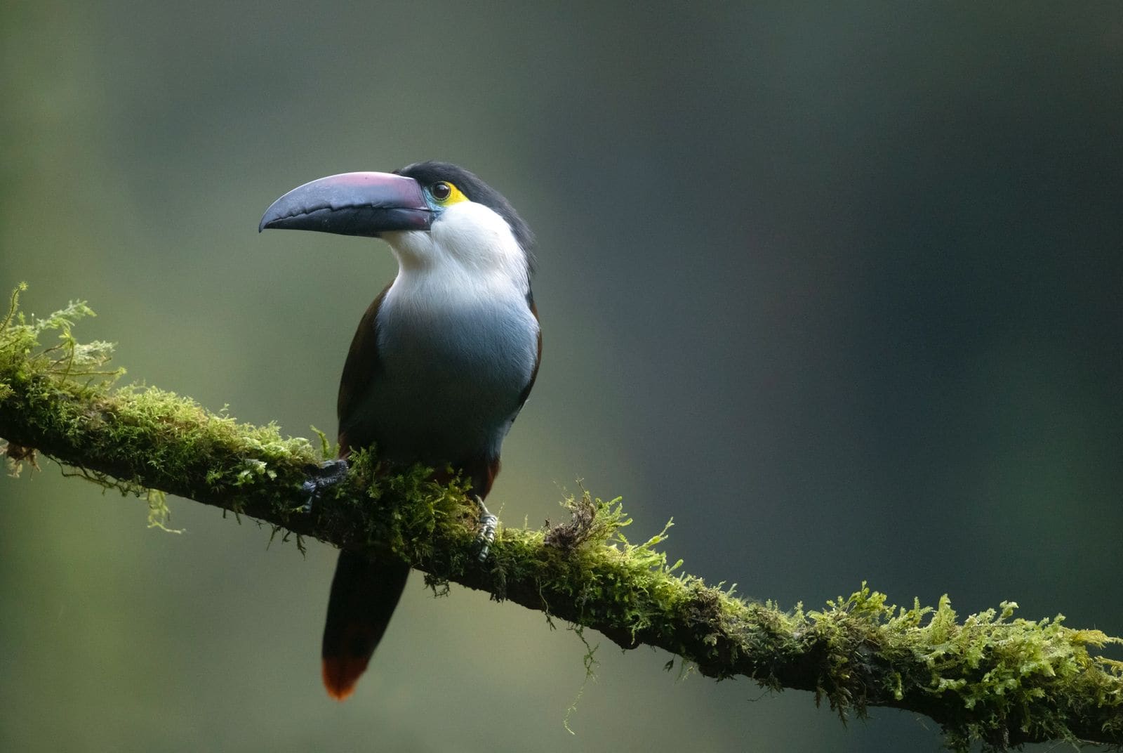 Plate-billed Mountain-Toucan