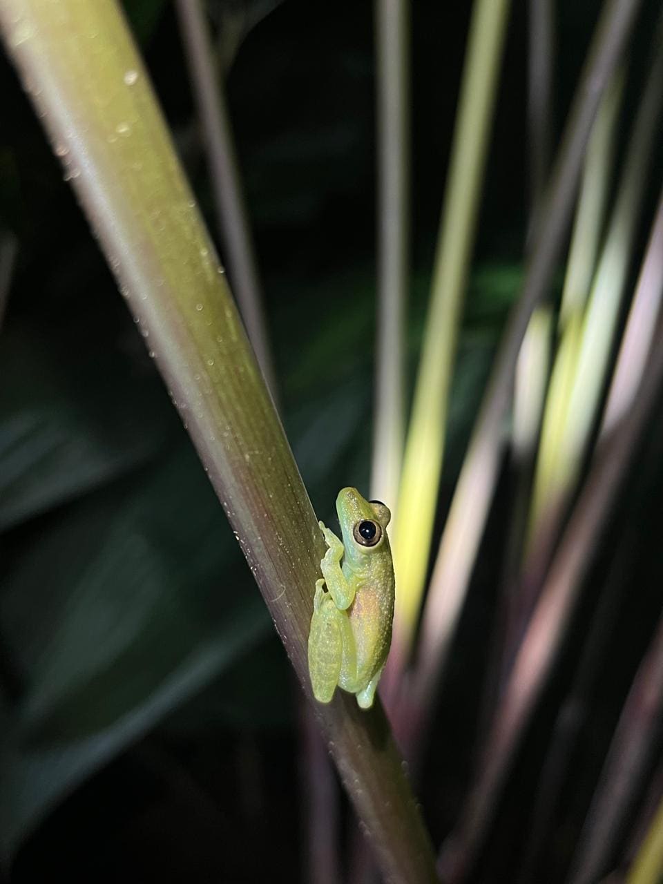 Olive treefrog on a green stem — Ecocentro Danaus night walk