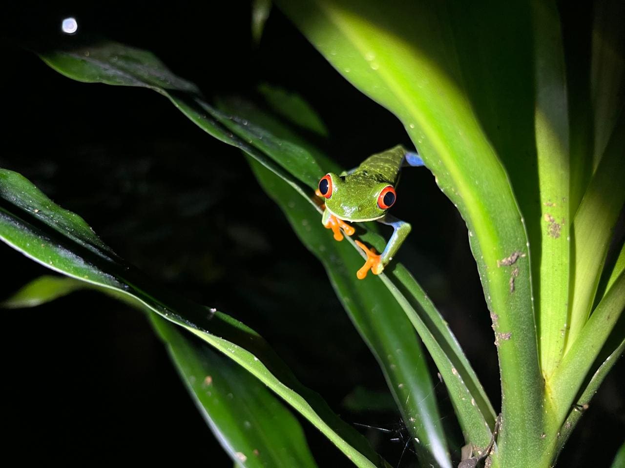 Red-eyed tree frog climbing a heliconia stem — Ecocentro Danaus night walk