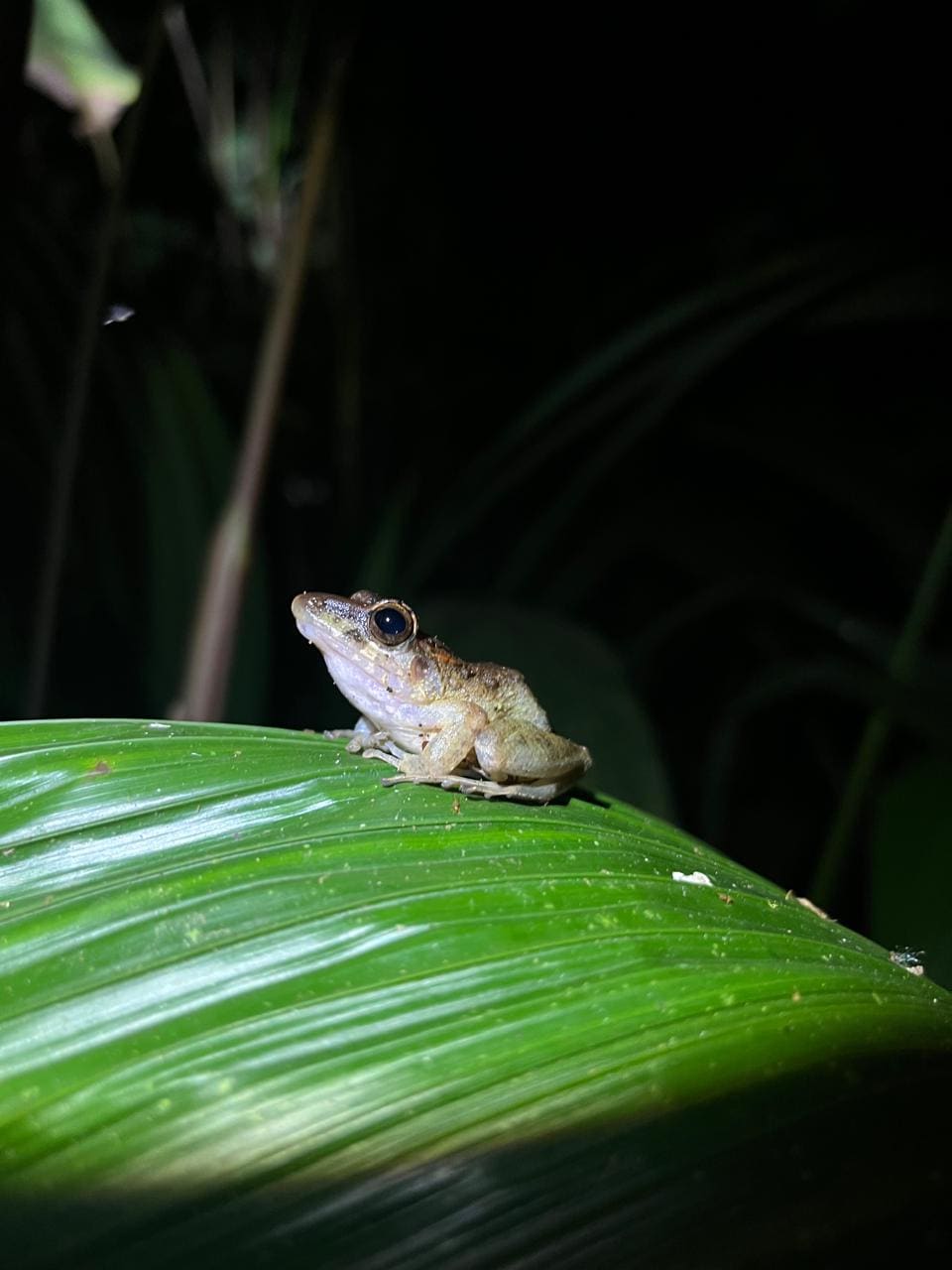 Rain frog on a leaf at night — Ecocentro Danaus, La Fortuna