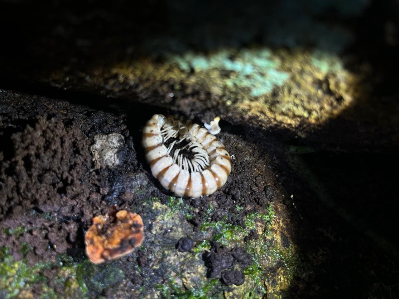 Nocturnal invertebrate on the forest floor — Ecocentro Danaus night walk