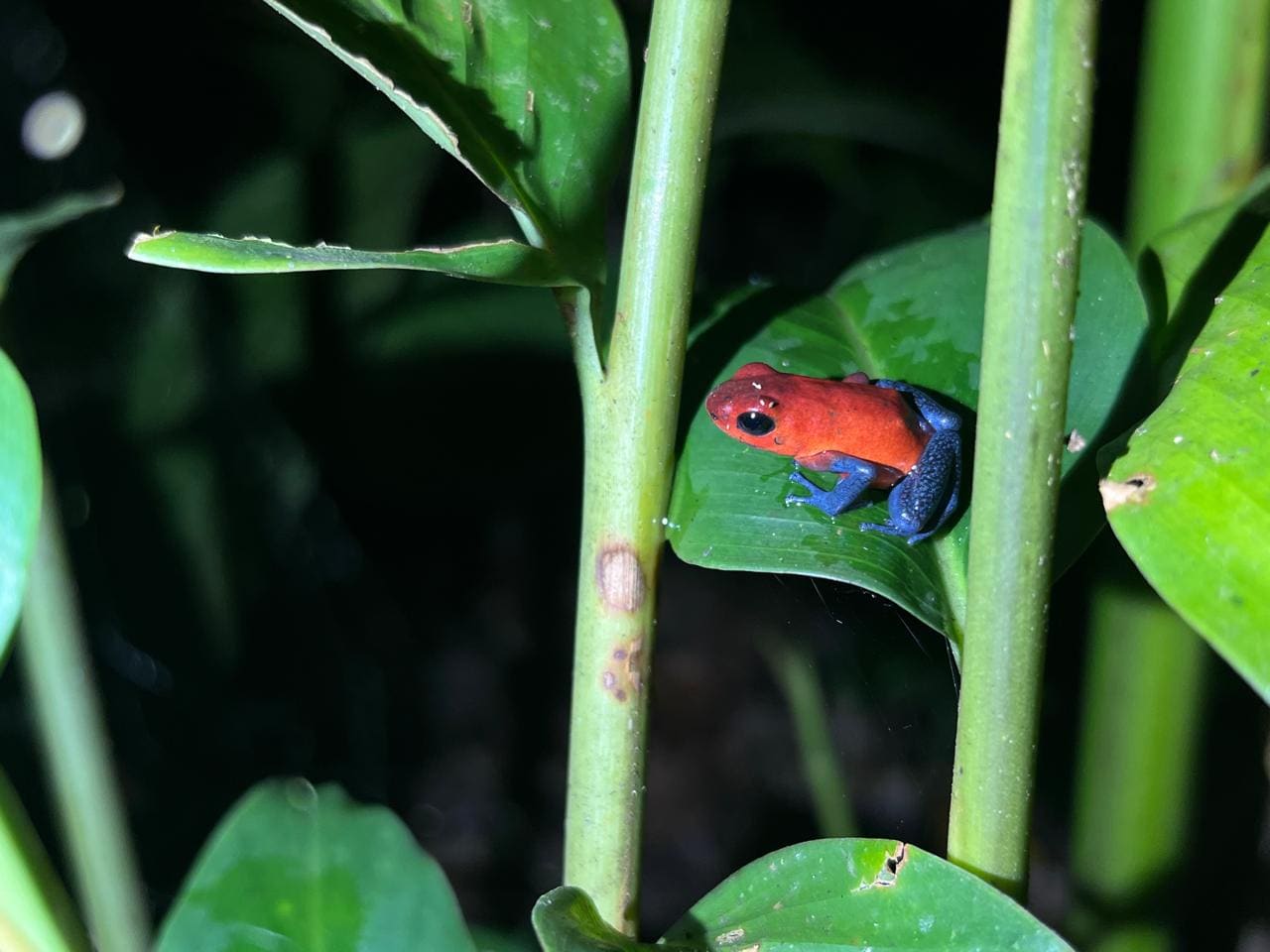 Group of guests exploring Ecocentro Danaus reserve at night