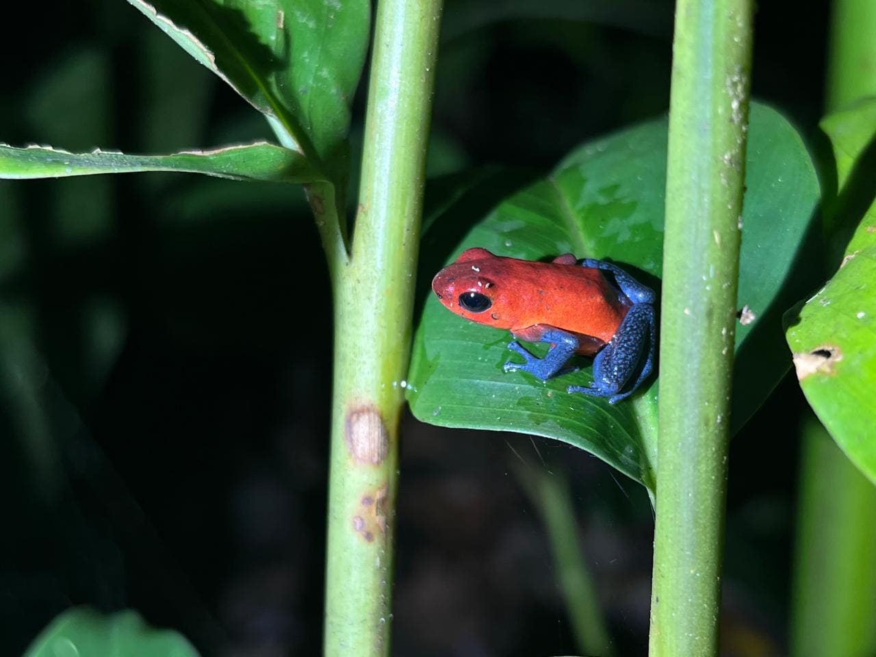 Strawberry poison-dart frog close-up — Ecocentro Danaus night walk