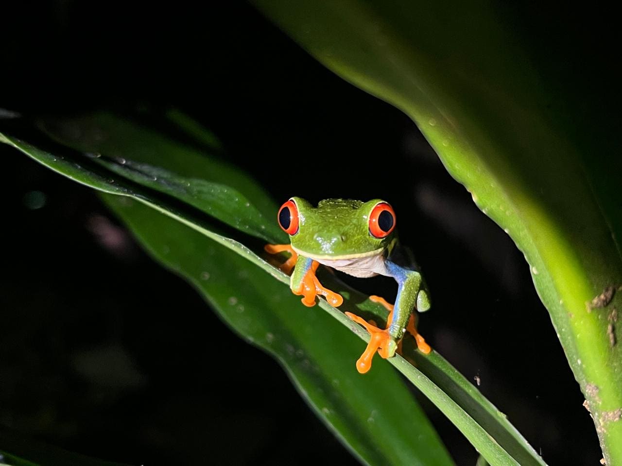 Red-eyed tree frog with orange feet on a leaf — Ecocentro Danaus night walk