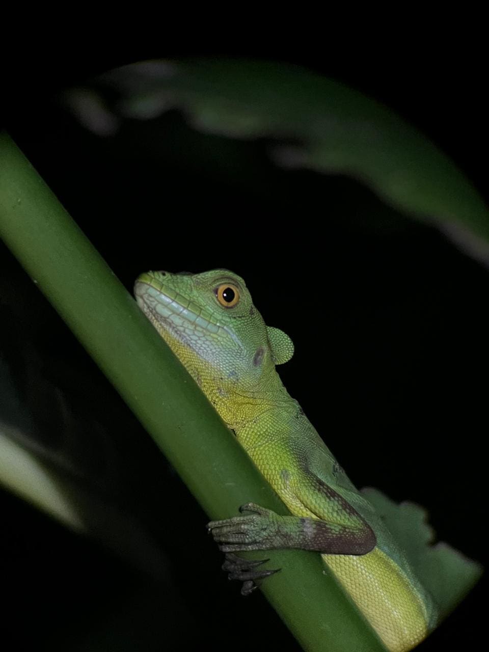 Green anole resting on a stem at night — Ecocentro Danaus night walk