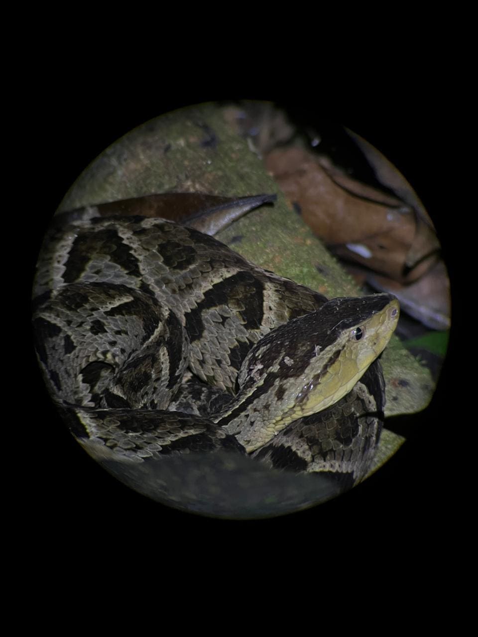 Fer-de-lance coiled on the forest floor, viewed safely through the spotting scope — Ecocentro Danaus
