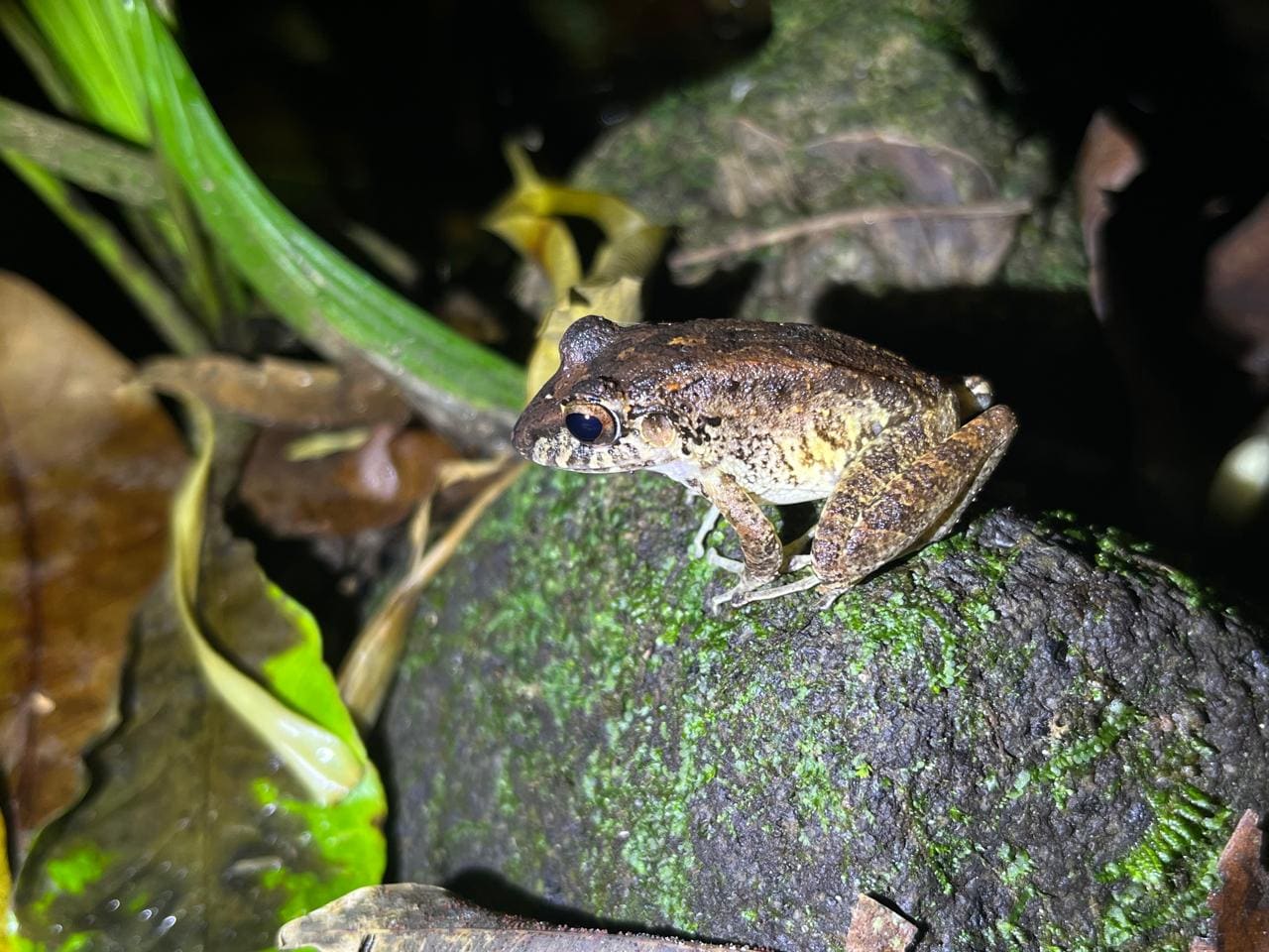 Rain frog on a mossy rock — Ecocentro Danaus night walk, La Fortuna