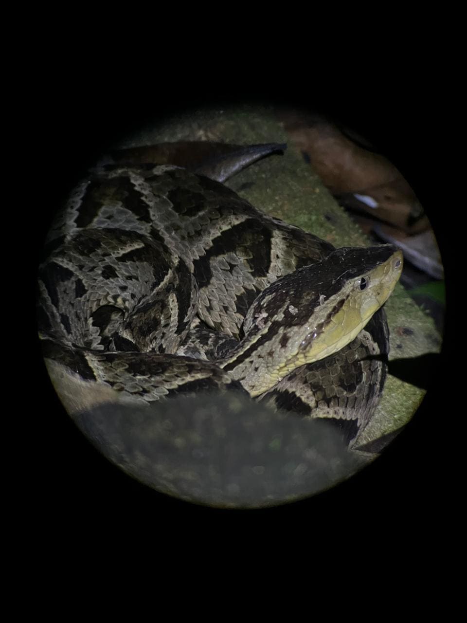 Frog photographed during a guided night tour at Ecocentro Danaus