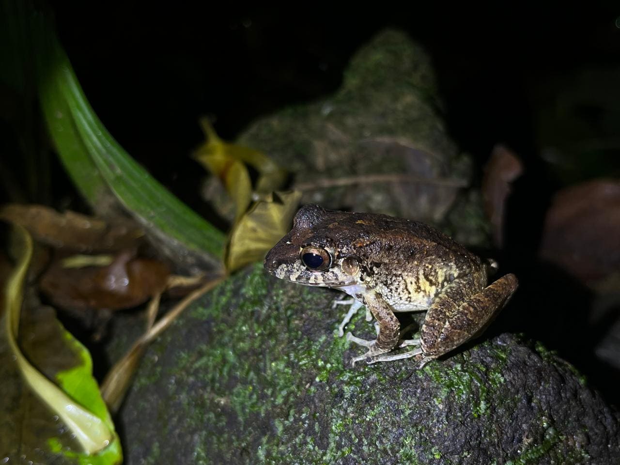 Rain frog in profile on a mossy rock — Ecocentro Danaus night walk