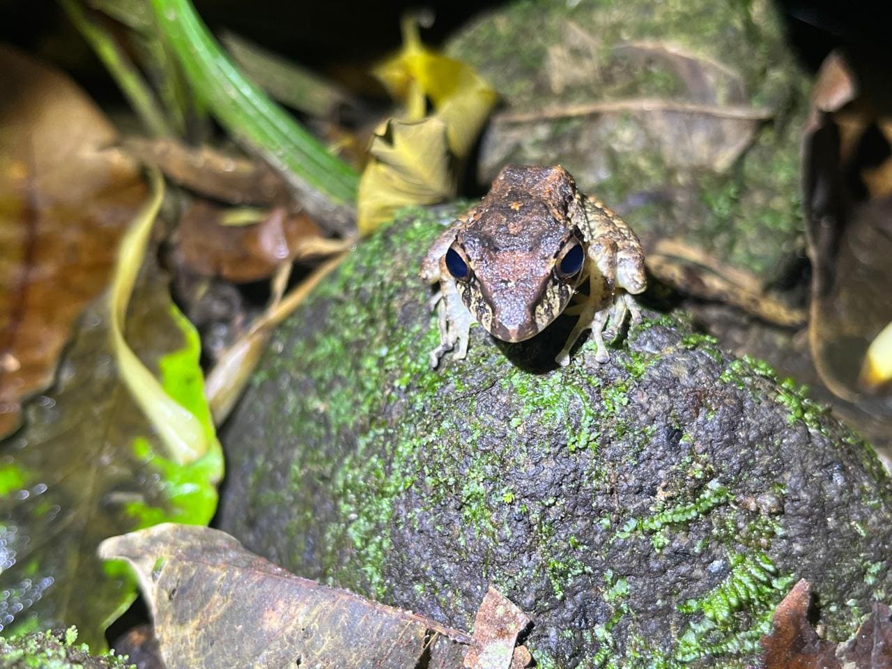 Rain frog facing the camera on a rock — Ecocentro Danaus night walk